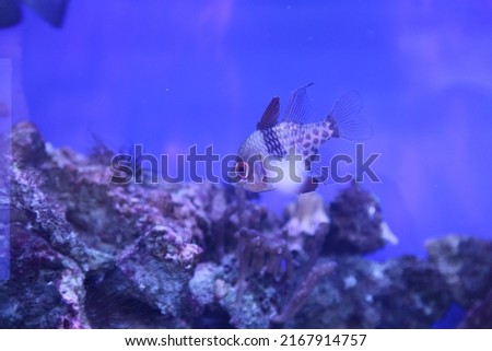 Underwater landscape with Sphaeramia nematoptera and coral reef. Blue clear water of the tropical sea. The seabed and marine life. Calm natural background. High quality photo