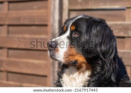 Portrait of the Bernese Mountain Dog in the evening sun, close up, copy space