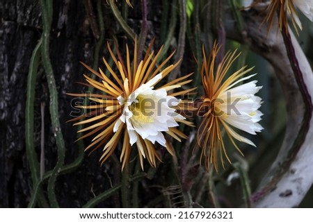 the flower of the rare cactus Queen of the Night, which blooms for only one night. Night princess, moon cactus, Selenicereus grandiflorus Royalty-Free Stock Photo #2167926321