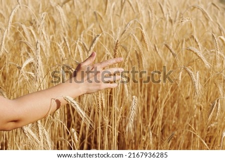 Female farmer in a process quality control on a wheat field, checking the spikelets. Cropped shot of a woman's hand touching the wheat ears. Close up, copy space for text, background.