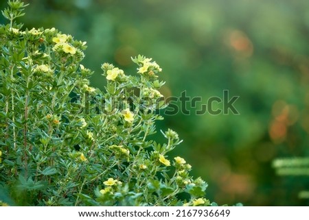 Potentilla norvegica is a species of cinquefoil known by common names rough cinquefoil, ternate-leaved cinquefoil, and Norwegian cinquefoil. It is native to Europe, Asia, and parts of North America. Royalty-Free Stock Photo #2167936649