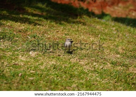 Mockingbird walking in the grass.