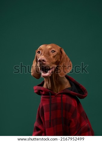 Hipster dog in a hooded hoodie. Conceptual portrait of a dog on a green background. Funny Hungarian Vizsla 