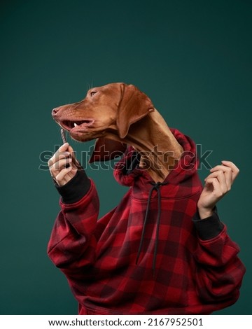 Hipster dog in a hooded hoodie holds snacks with his hands. Conceptual portrait of a dog on a green background. Funny Hungarian Vizsla 