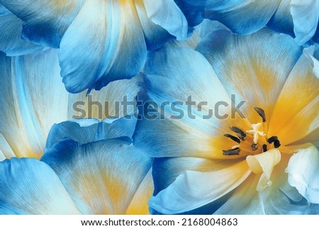 Tulip flower blue and petals tulips.    Floral spring background.   Close-up.   Nature. Royalty-Free Stock Photo #2168004863