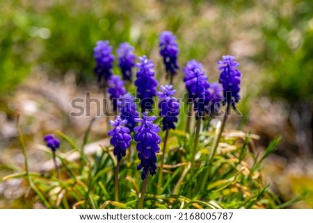 Muscari flower growing in meadow, close up
