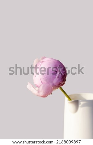 Blooming fluffy white pink peony flower bud on elegant minimal pastel gray background. Creative minimal floral composition. Stunning botany wallpaper or vivid greeting card.