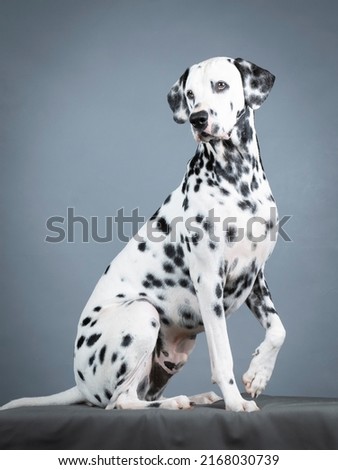 Dalmatian sitting in a photography studio