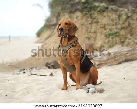 Purebred Polish hound sitting on the beach Royalty-Free Stock Photo #2168030897