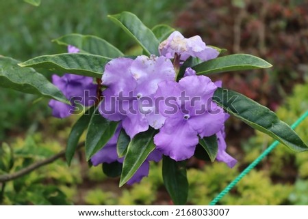natural flowers is flora colorful Royalty-Free Stock Photo #2168033007