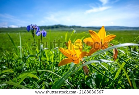 Yellow flowers on a summer meadow. Summer meadow flowers. Flowers in meadow grass. Summer flowers Royalty-Free Stock Photo #2168036567