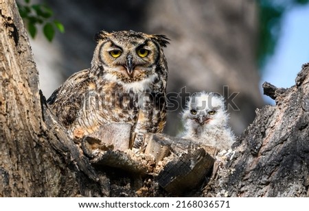 Owl together with a small owl in the wild. Owl with baby owl