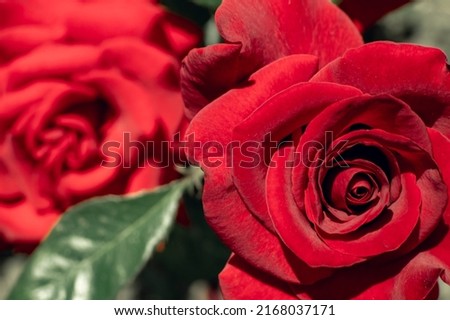 beautiful red roses with large petals in the garden on a hot summer day, bright sunlight. Close-up, macro. Wallpaper, background. Growing flowers in the garden. Congratulation, postcard, holiday