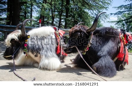 Yaks for clicking photos available on hills