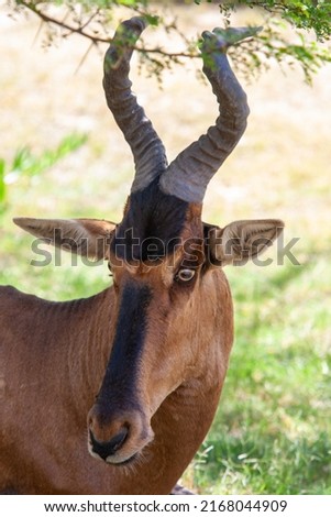 Red Hartebeest on the grassy savannah of Bontebok National Park, South Africa Royalty-Free Stock Photo #2168044909