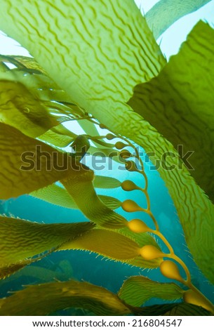Kelp blades, stipes, and gas-filled bladders (pneumatocysts). Tiny's, Santa Cruz, Channel Islands, CA Royalty-Free Stock Photo #216804547
