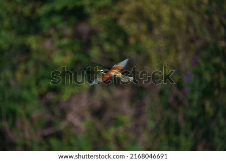 European bee-eater (Merops Apiaster) in natural habitat.