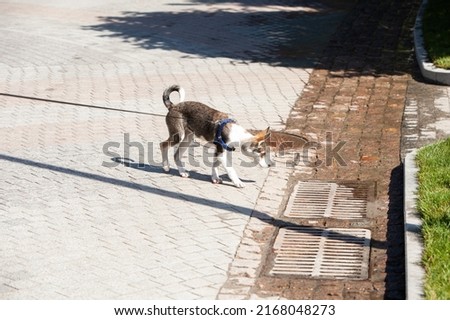 young puppy on a leash walks along the sidewalk. dog on a leash. domestic dog for a walk. pet walking. young dog walks with the owner. Royalty-Free Stock Photo #2168048273