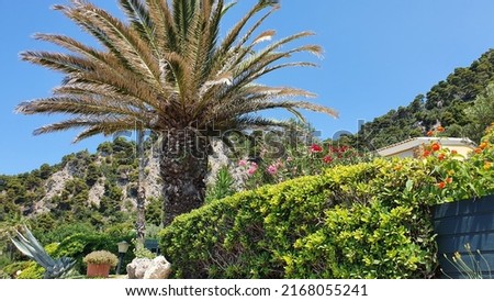 Decorative tropical plants in summer