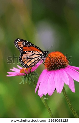 Monarch Butterfly on Purple Cone Flower