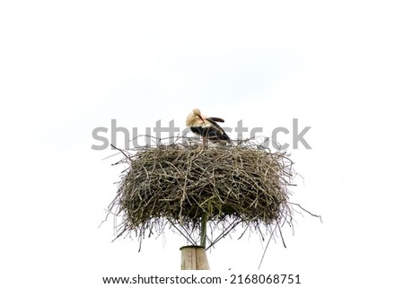 Stork bird in the nest on pole cleaning feathers isolated on white sky Royalty-Free Stock Photo #2168068751