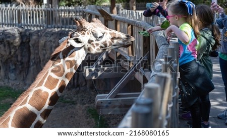 Parents using smart phone taking photo of kids feeding lettuce leaf to a giraffe at the zoo in North Texas, America. Kindergarten students on field trips. Royalty-Free Stock Photo #2168080165