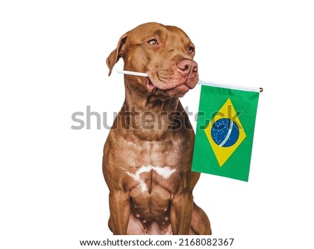 Lovable, pretty dog and Brazilian Flag. Closeup, indoors. Studio photo. Congratulations for family, loved ones, relatives, friends and colleagues. Pets care concept Royalty-Free Stock Photo #2168082367