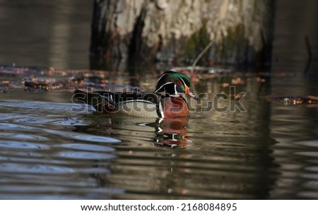 wood duck in water during spring