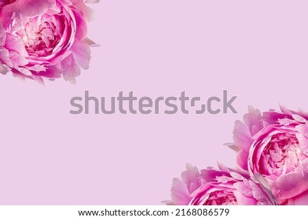 Blooming fluffy pink peony flower big bud mock up on elegant minimal pastel pink background. Creative floral composition. Stunning botany wallpaper or vivid greeting card.