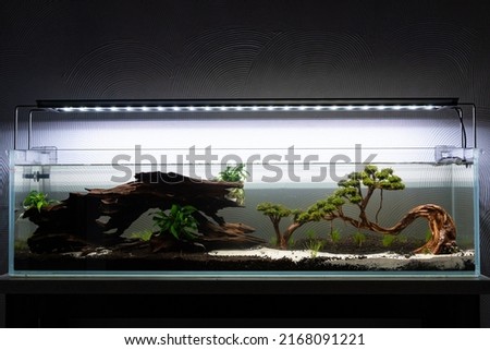 aquascape aquarium design in an air vent of a townhouse in the Philippines  Royalty-Free Stock Photo #2168091221