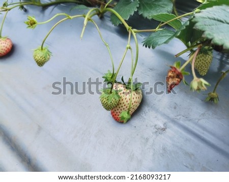 Harvesting of fresh ripe big red strawberry fruit in Dutch greenhouse,strawberry field,The picture shows the fruit of the strawberry.Thailand.