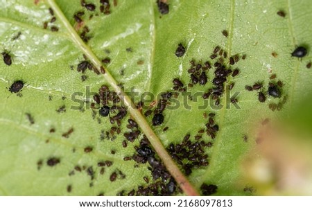 Aphids on leaves. Little black insects that suck the sap of plants, pests of fruit trees. A lot of harmful aphids on green damaged cherry leaves. Royalty-Free Stock Photo #2168097813