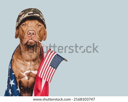 Lovely brown dog, military cap and American Flag. Closeup, indoors. Studio shot. Congratulations for family, loved ones, relatives, friends and colleagues. Pets care concept