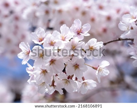 A Japanese cherry blossom named "Somei Yoshino" taken in close-up.