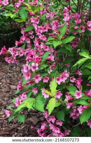 Beautiful pink flowers Weigela florida in garden. This old-fashioned deciduous shrub, which bears profuse clusters of flowers in spring, is virtually carefree, save for a bit of pruning and watering. Royalty-Free Stock Photo #2168107273