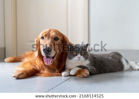 Golden Retriever and British Shorthair get along Royalty-Free Stock Photo #2168114525