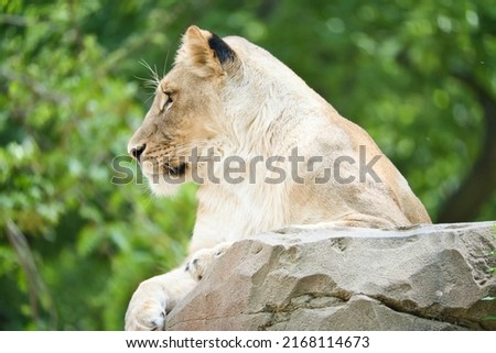 Lioness lying on a rock. Relaxed predator looking into the distance. Animal photo of the big cat.