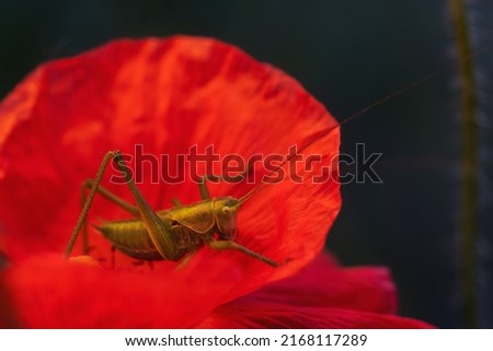 green little grasshopper sits on a red poppy flower