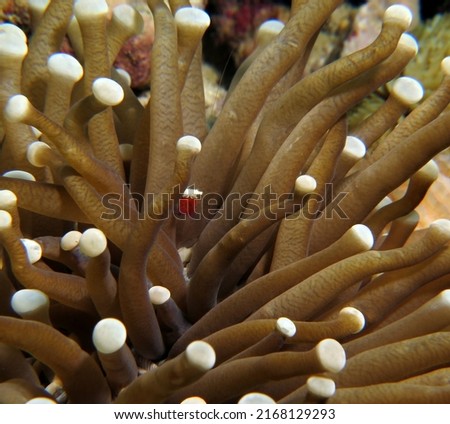 A Mushroom coral Shrimp sheltered in the tentacles of the anemone Cebu Philippines                               