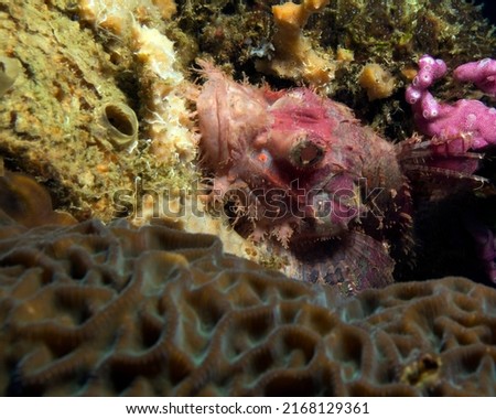 A Bearded scorpionfish camouflaged on corals Boracay Island Philippines