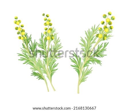 Artemisia mongolica, siberian herbs set. Flowering herbaceous medicinal plant vector illustration Royalty-Free Stock Photo #2168130667