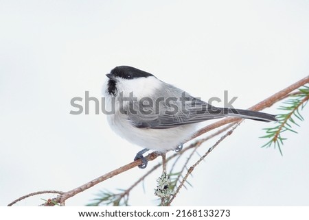 Willow tit (Poecile montanus) sitting on a spruce branch in the forest in winter. Royalty-Free Stock Photo #2168133273