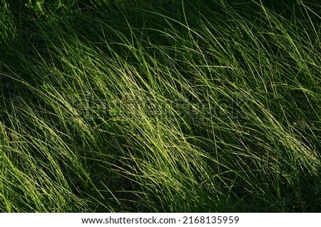 Wild green grass grows in a meadow with a fluffy carpet, the evening sun illuminates the thin leaves of the grass, beautiful natural texture Royalty-Free Stock Photo #2168135959
