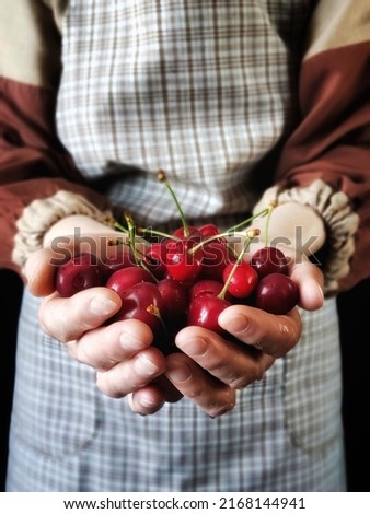 Person in rustic apron holding fresh red cherry. Cherry in the hand of woman with copy space.