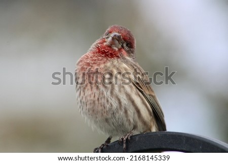 A close up of a male house finch's profile. The has bright red plumage, brown and white stripes, and a strong beak. The songbird is looking out while perched on the black metal bar in a suburban yard. Royalty-Free Stock Photo #2168145339
