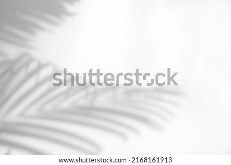 Abstract leaves natural shadow overlay on white texture background, for overlay on product presentation, backdrop and mockup Royalty-Free Stock Photo #2168161913