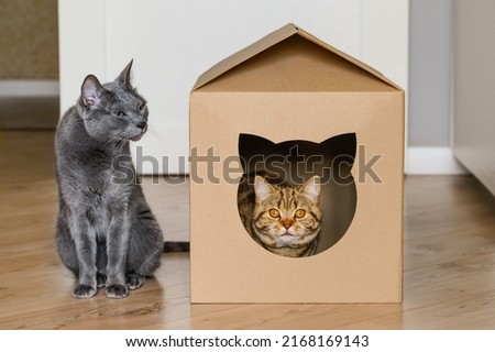 British cat in a cardboard box house. The cat and kitten are playing. Zero waste for animals. Eco friendly animal home. Selective focus 