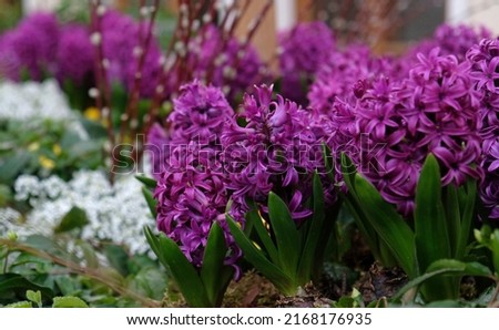 Floral background from Hyacinth flowers. Large flower bed with multi-colored hyacinths, traditional easter flowers, spring background. Selective focus. Ideal for greeting festive postcard.