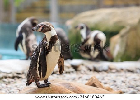 A cute Humboldt Penguin ( Spheniscus humboldti) standing on rocky terrain with morestanding  in the background