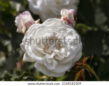 Closeup of rose Rosa 'Boule de Neige' in a garden in summer Royalty-Free Stock Photo #2168182309